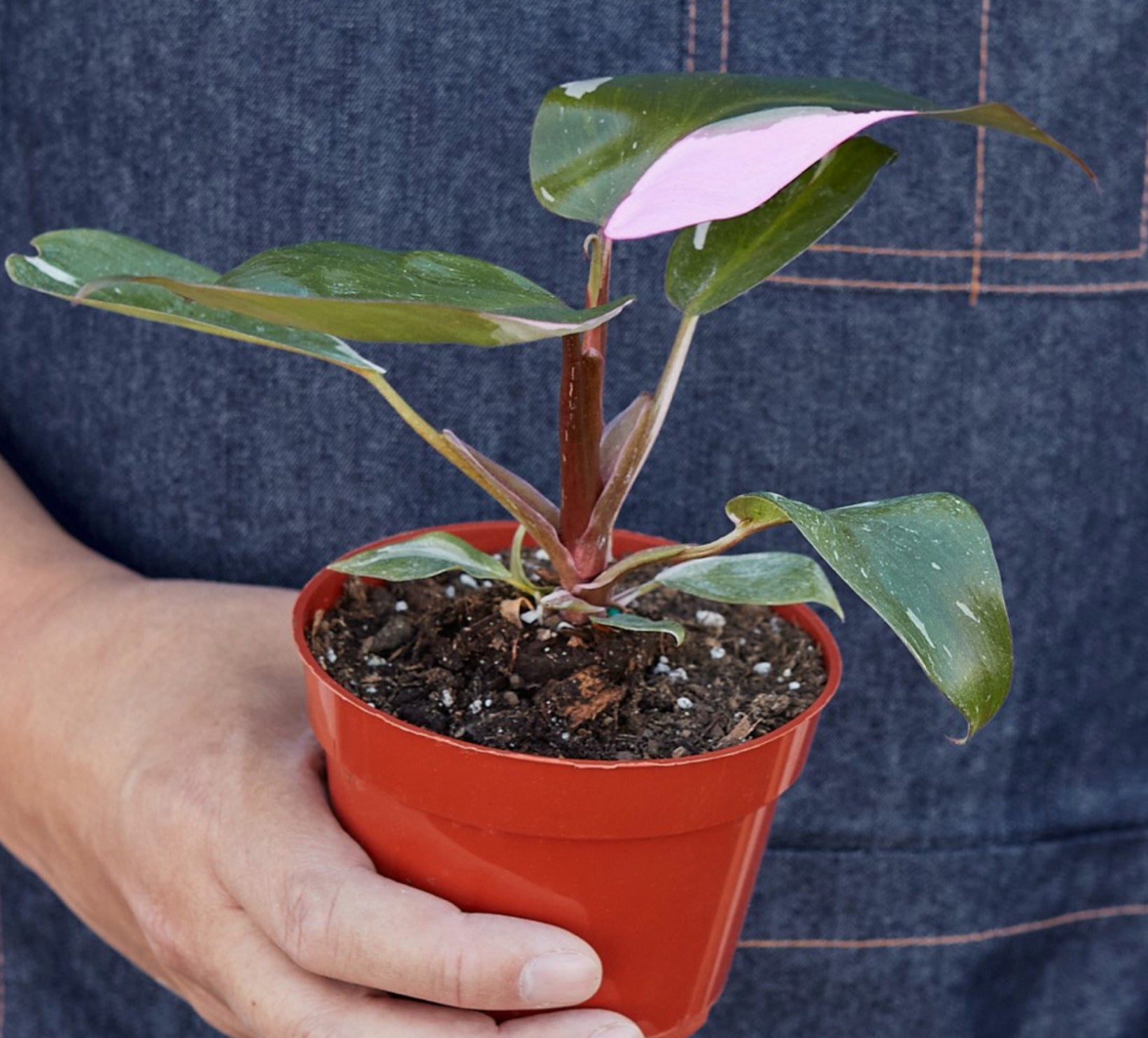 4 pink princess philodendron Philodendron Pink Princess 4 – Freeport Market Maine