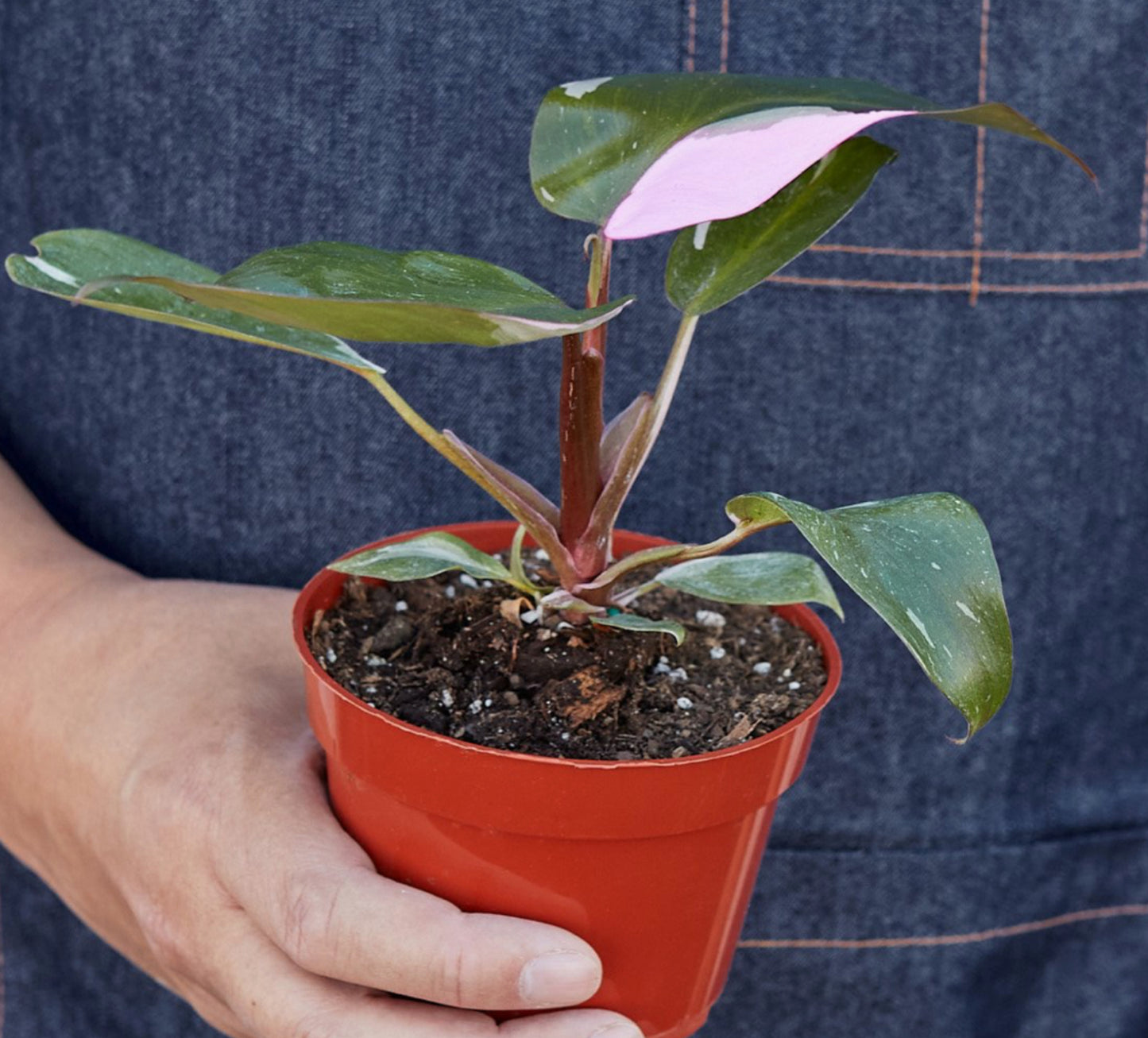 Philodendron Pink Princess 4