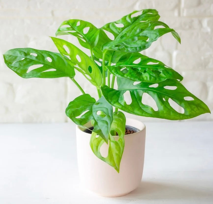 Monstera Adansonii ‘Swiss Cheese’