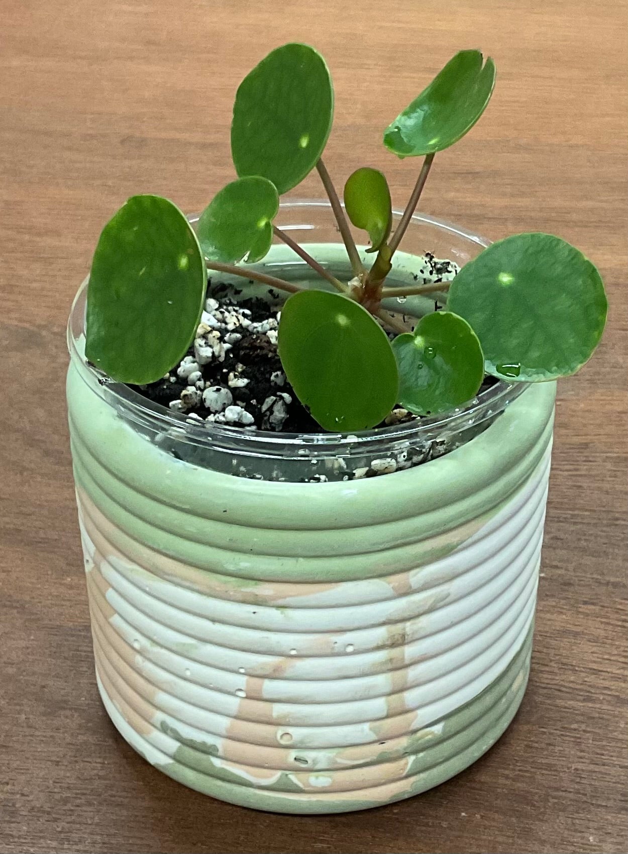 Potted Pilea Plant