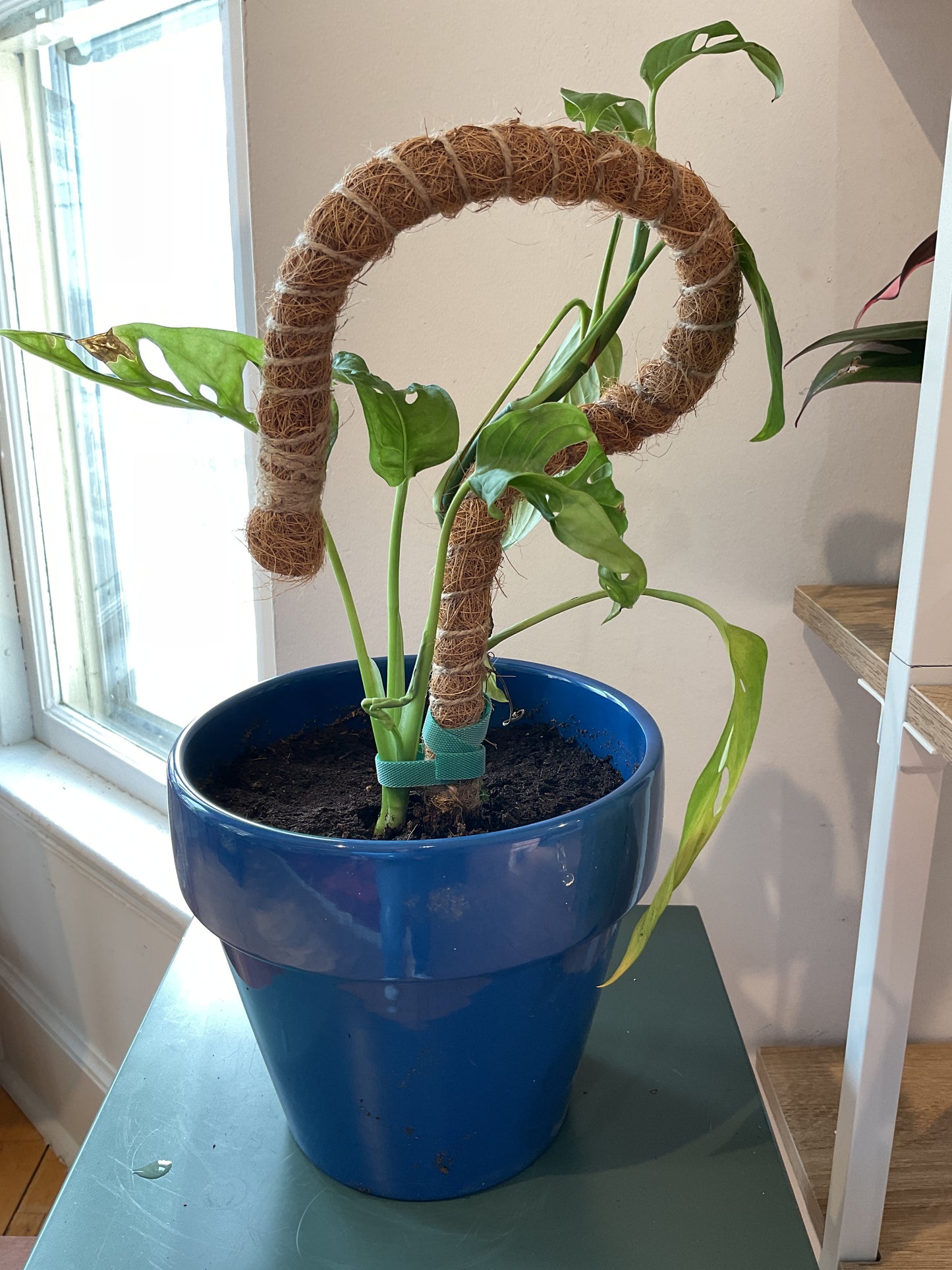 Monstera Adansonii with Moss Pole