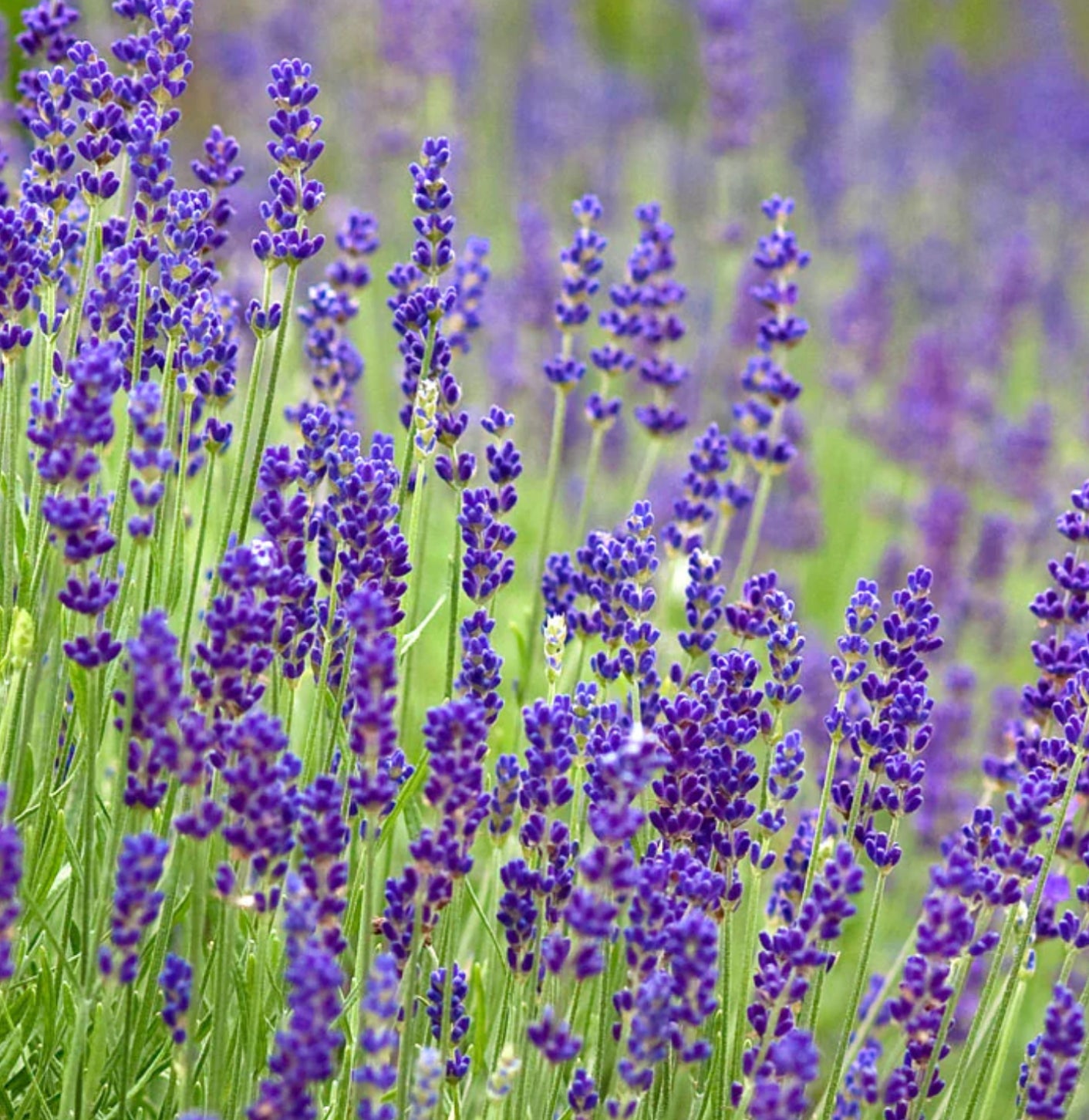 Glendarragh Farm Lavender